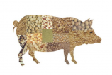 關(guān)于豬飼料品質(zhì)的幾個(gè)認(rèn)識(shí)誤區(qū)